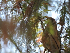 Turdus grayi