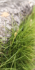 Zoysia pacifica
