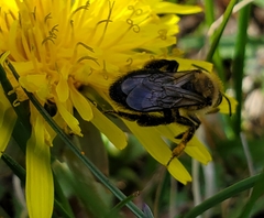 Andrena vicina