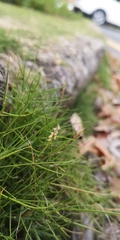 Zoysia pacifica