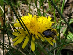 Andrena vicina