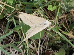 Lychnosea intermicata