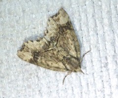 Tamba conscripta