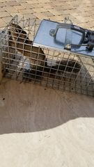 Sciurus carolinensis