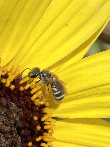 iNaturalist observation photo of Tripartite Sweat Bee