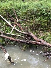 Sericornis frontalis