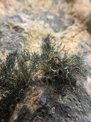 Usnea trachycarpa