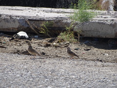 Galerida cristata