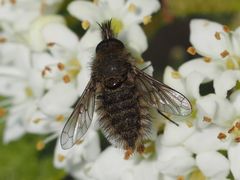 Conophorus virescens