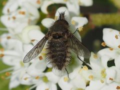 Conophorus virescens