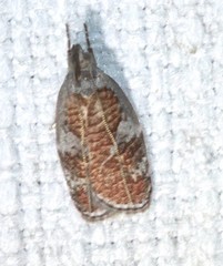 Peritornenta circulatella