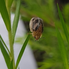 Paropsisterna semifumata