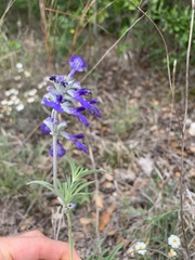 Salvia farinacea