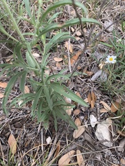 Salvia farinacea