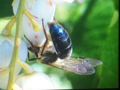 Andrena crataegi
