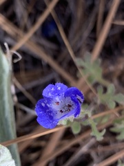 Phacelia davidsonii