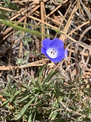 Phacelia davidsonii
