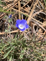 Phacelia davidsonii