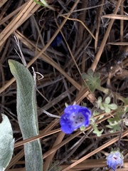 Phacelia davidsonii