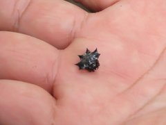 Thelacantha brevispina