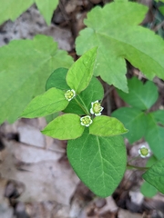 Euphorbia mercurialina
