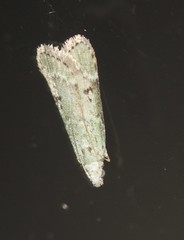 Heteromicta poeodes
