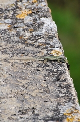 Podarcis muralis