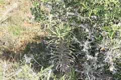 Crassula perfoliata coccinea