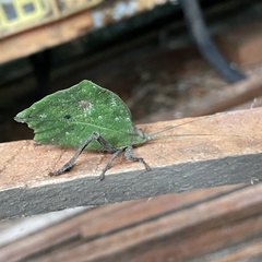 Typophyllum mortuifolium