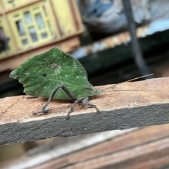 Typophyllum mortuifolium