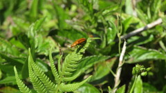 Nemognatha punctulata