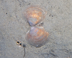 Serripes groenlandicus