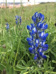 Lupinus micranthus