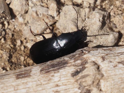 Oodes gracilis