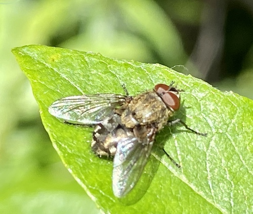 iNaturalist observation photo of Cluster Flies