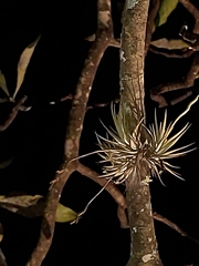 Tillandsia loliacea