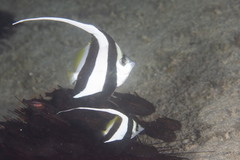 Heniochus