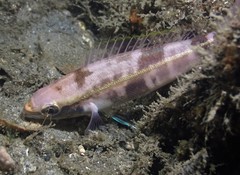 Pentapodus paradiseus
