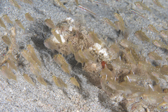 Ostorhinchus hoevenii