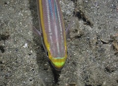 Pentapodus paradiseus