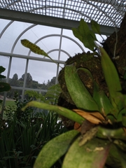 Lepisorus heterolepis