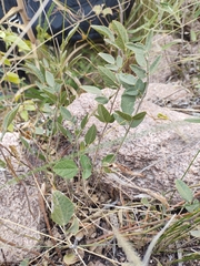 Rhynchosia diversifolia
