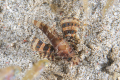 Dendrochirus brachypterus