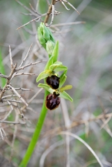 Ophrys exaltata
