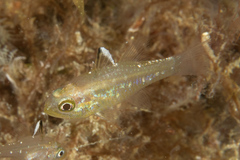 Ostorhinchus hoevenii