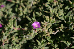 Delosperma ecklonis