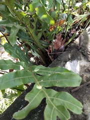 Drynaria quercifolia