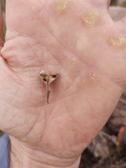 Rhynchosia diversifolia