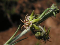 Miraglossum pulchellum
