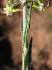 Miraglossum pulchellum